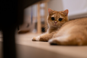 Orange kitten, British shorthair cat in the house