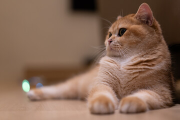 Orange kitten, British shorthair cat in the house