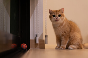 Orange kitten, British shorthair cat in the house