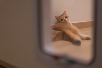 Orange kitten, British shorthair cat in the house