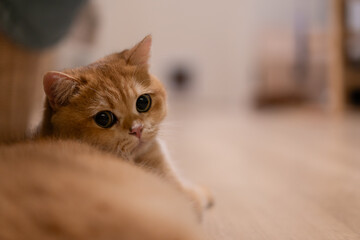 Orange kitten, British shorthair cat in the house
