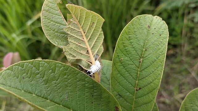 Close-up of Cotton mealybug (Phenacoccus solenopsis) infesting the leaves of agricultural crops