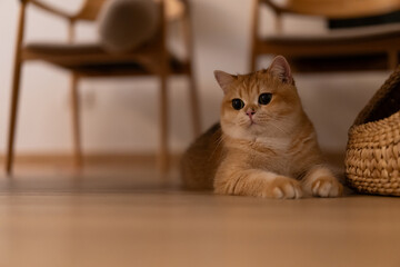 Orange kitten, British shorthair cat in the house