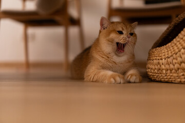 Orange kitten, British shorthair cat in the house