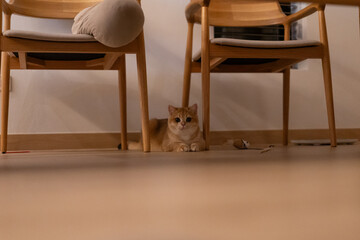 Orange kitten, British shorthair cat in the house