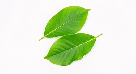 Obraz premium Illustration of two fresh green leaves isolated on white background, top view, close up shot