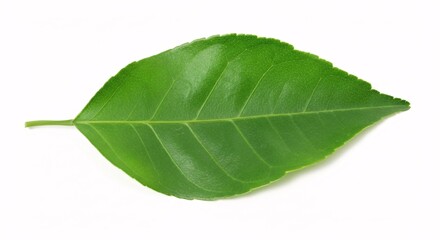 Obraz premium Illustration of fresh green leaf isolated on white background, a symbol of nature