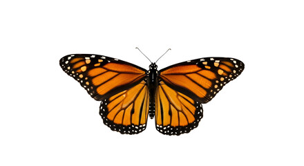 Fototapeta premium Monarch butterfly in flight, a beautiful insect with orange and black wings on a white background, representing nature and wildlife