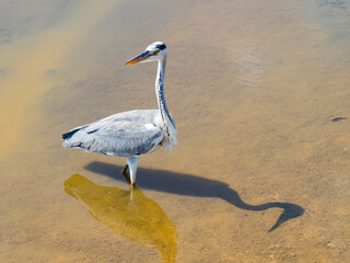 Fototapeta premium gray heron on lake mud ground land,wildlife in natural habitat