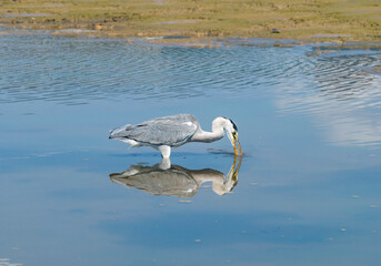 Fototapeta premium gray heron on lake mud ground land,wildlife in natural habitat