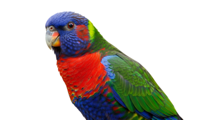 Colorful lorikeet parrot with vibrant plumage and intelligent eyes, isolated on white background