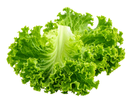 Vivid closeup of a vibrant green, leafy lettuce head with ruffled edges isolated on a black background