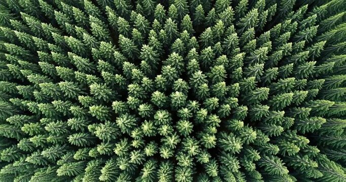 Aerial view of a dense evergreen forest showcasing vibrant green tree tops under clear skies