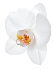 Close-up of a delicate, pure white orchid flower against a plain background