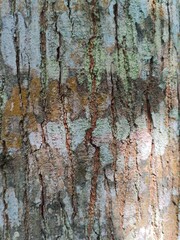 Obraz premium A Detailed Close up of Rough Tree Bark with Vertical Fissures and Colorful Patches of Lichen, Creating a Natural Abstract Texture