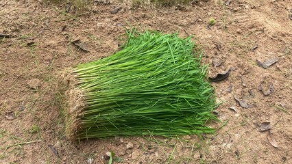Fresh Rice Seedlings on Soil Ready for Planting