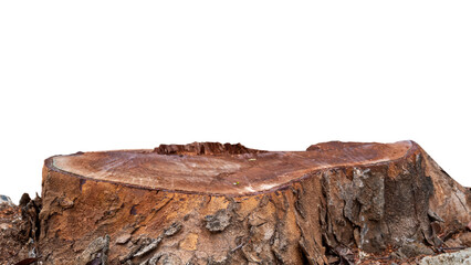 Closeup view of a tree stump with a weathered surface isolated over a white background