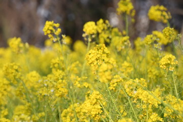 春の陽射しを浴びる菜の花