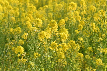 春の陽射しを浴びる菜の花