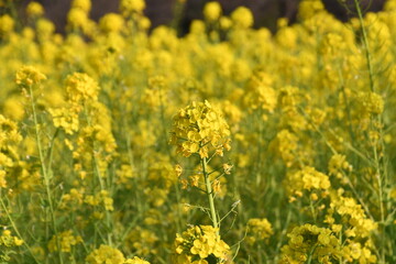 春の陽射しを浴びる菜の花