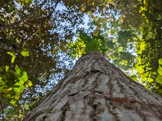 Array of Textured Tree Logs with Weathered Light Bark and Visible Growth Patterns, Arranged Horizontally on Dry Earth, Suggesting Natural Timber Resources or Woodland Environment