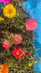 Yellow Portulaca Flower Blooming Closeup Macro
