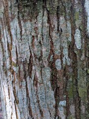 Close up View of Weathered Tree Bark Covered in Rough Patches of Green Moss and Light Grey Lichen, Revealing Intricate Natural Patterns