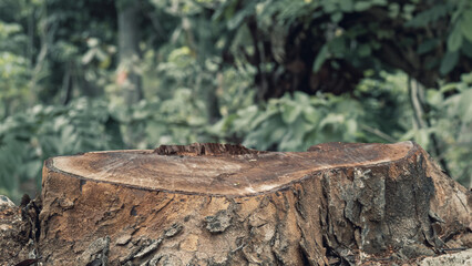 Closeup view of tree stump surface with blurred forest background. The scene is scary and mysterious. Mockup. Copy Space. Wallpaper or Halloween background