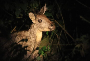 Curious small wild muntjac deer stands alert in dark jungle at night. This nocturnal mammal with...