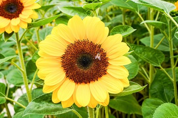 Obraz premium Sunflower and Bee in Public Garden