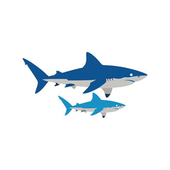 Fototapeta premium Two blue sharks swimming together ocean marine life underwater sea creature animal vector