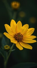 Vibrant yellow petals of a garden flower captured during golden hour, emphasizing natural beauty, growth, and the warmth of the summer sun ,nature ,golden hour ,pollen