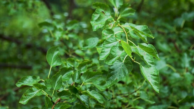 Heavy raindrops dripping on a plant with green leaves