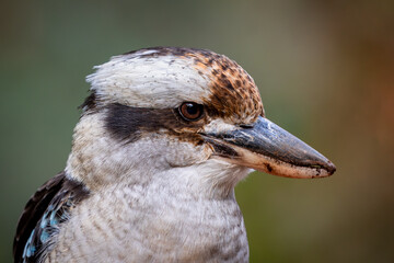 Close up portrait of friendly laughing kookaburra in Morialta National Park on trail to first waterfall, South Australia - best parks near Adelaide for bird watching
