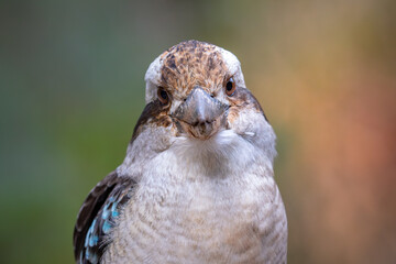 Close up portrait of friendly laughing kookaburra in Morialta National Park on trail to first waterfall, South Australia - best parks near Adelaide for bird watching