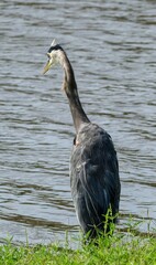 Great Blue Heron at a nature reserve