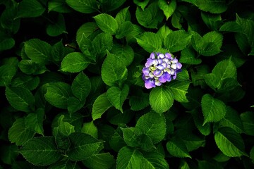 全面緑の葉の中で咲く一輪のアジサイ