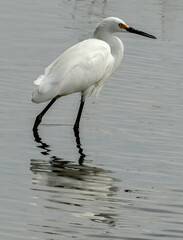Snowy Egret wading through the water