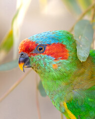 Close up portrait of friendly Musk Lorikeet (Glossopsitta concinna), common parrot species found in and around Adelaide, South Australia, Morialta National Park 