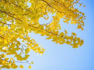 色づいたイチョウと青空