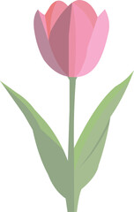 Tulip flower vector.eps