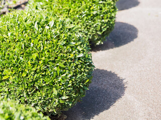 丸く刈り込まれたツゲの生垣
