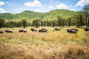 Herd of Wildebeest Walking in a Line Through the Acacia Woodlands on the African Safari