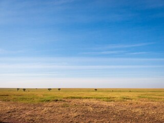 Golden Grassland Under a Brilliant Blue Sky, Serengeti, Tanzania