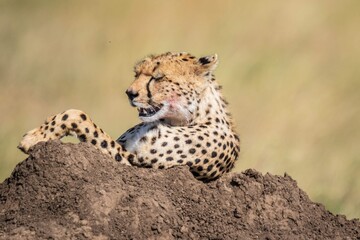 Close-up Portrait of a Cheetah Resting on a Mound after a Kill
