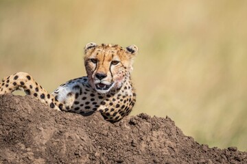 Close-up Portrait of a Cheetah Resting on a Mound after a Kill