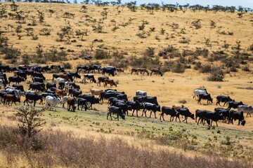 Large Herd of Cattle Grazing on Dry, Rolling Hills in the African Landscape