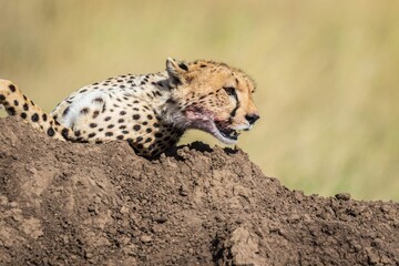 Close-up Portrait of a Cheetah Resting on a Mound after a Kill