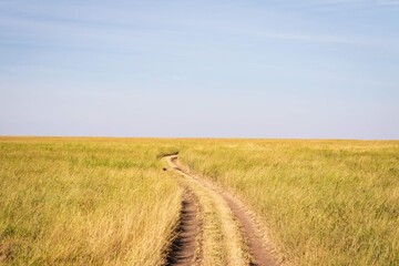 Dirt Road Winding Through Tall Golden Grass on the Vast Plains of the African Savannah
