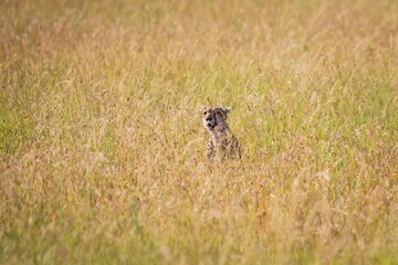 Wild Cheetah Peeking Through the Golden Savanna Grass, Serengeti, Tanzania